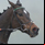 Altior