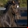 High Chaparral