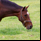 Moscow Flyer